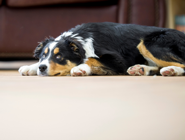 Bloating in Dogs: A Serious Issue That Needs Immediate Attention