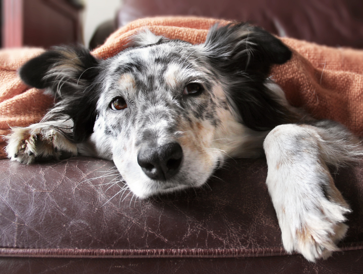 How to Tell If Your Pet Is Sick