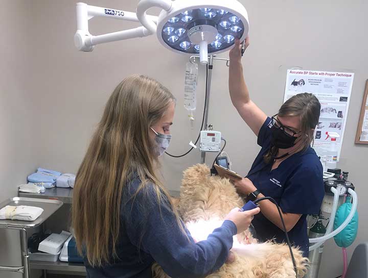 $City Veterinary Surgeries